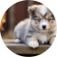 Mini Pomskydoodle Puppy For Sale - Florida Fur Babies